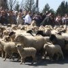 Opening sheep grazing season - traditional pastoral event in Ludzimierz  